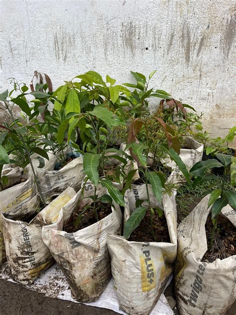 Image result for Tree-Planting Project