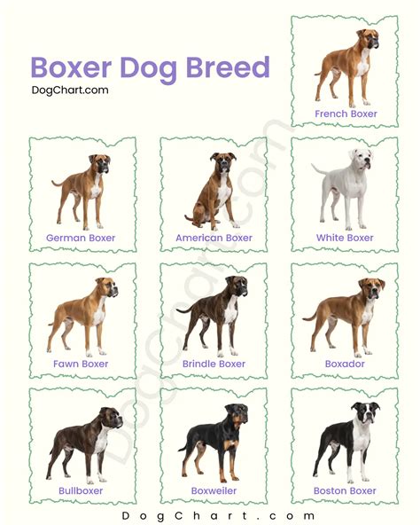 Boxer Dog Breed List with pictures: Types, Mixes, Colors, Price, Lifespan