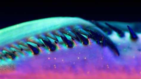 Image result for Alien Sleeping