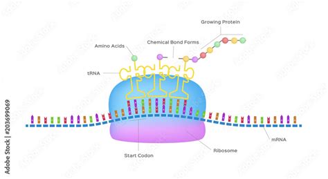 Protein synthesis vector / ribosome assemble protein molecules Stock Vector | Adobe Stock