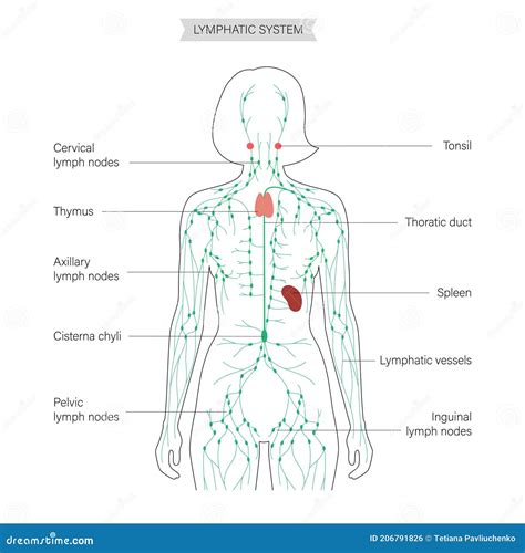 Lymphatic system concept stock illustration. Illustration of duct - 206791826