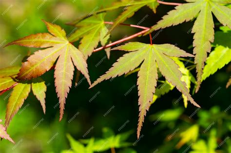 Green Japanese Maple Leaf