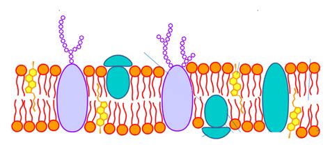 Fluid- Mosaic Model Diagram | Quizlet