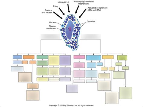 Image result for Complement Innate Immunity