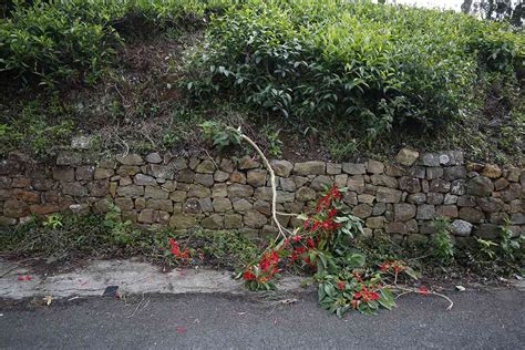 In parts of South India, herds of bison are coming out of forests to ...