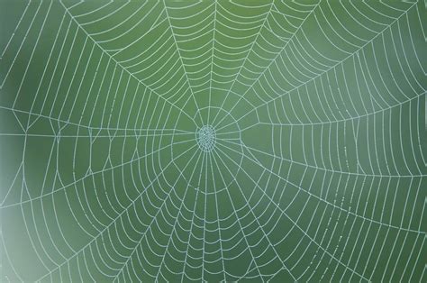 在蜘蛛网上的小蜘蛛矢量插图插画图片下载-正版图片304250606-摄图网