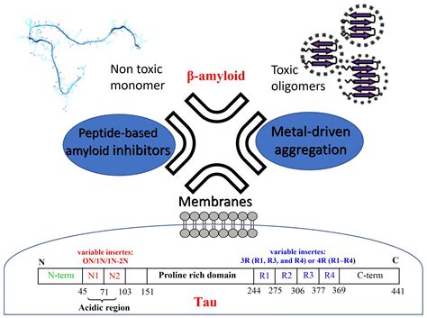 Aβ and Tau Interact with Metal Ions, Lipid Membranes and Peptide-Based ...