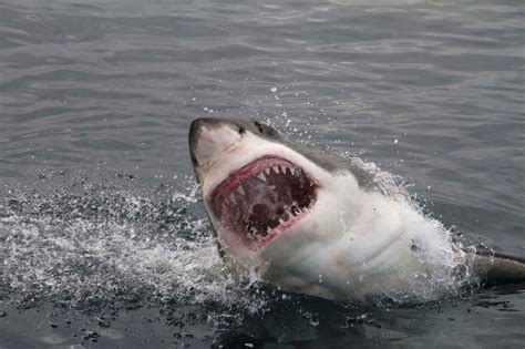 Incredible Footage of a Great White Shark Breaching Off California Coast - Animals Around The Globe