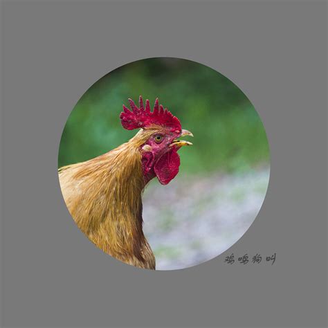 鸡年话鸡：和鸡有关的成语_高会民_新浪博客