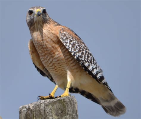 Creature Feature: Red-shouldered Hawk (Buteo lineatus) - Columbus Audubon