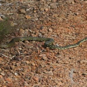 Diamond Python Care 的图像结果