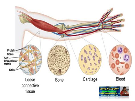 SONU ACADEMY: CONNECTIVE TISSUE-TEXT