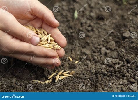 What Does Sowing Oats Mean at Donna Champion blog