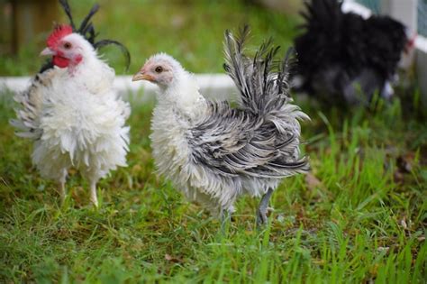 Field Dressing Birds 的图像结果