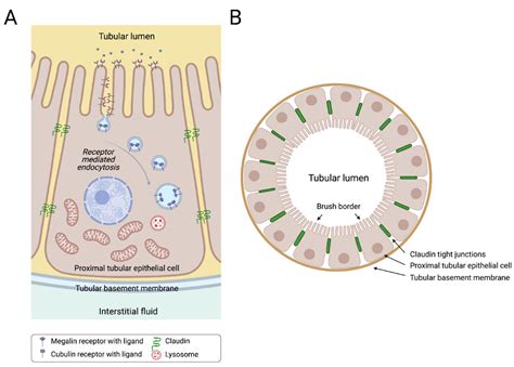 Renal Tubular Cells
