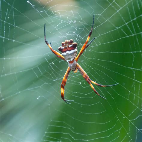 Spiritual Meaning Of Spiders In The Bible - Bible Wings