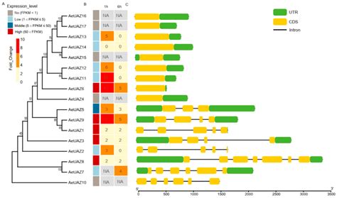 Comprehensive Comparative Analysis of the JAZ Gene Family in Common ...