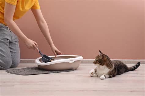 Image result for Clean Cat Litter Box