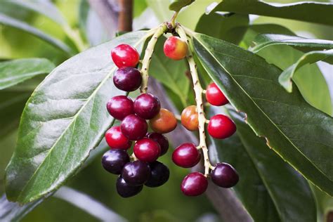 Cherry Laurel Plant (Prunus laurocerasus): Care Guide