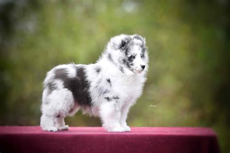 Blue Merle Sheltie Puppies