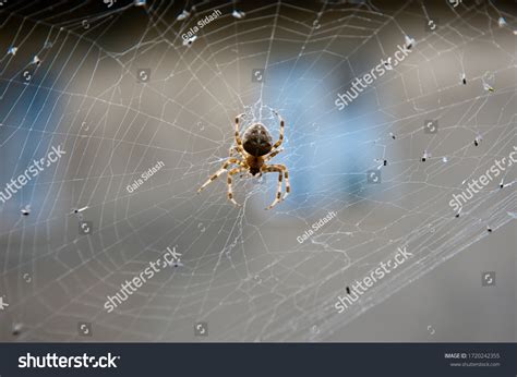 Image result for Spider Web Fly