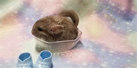 Chinchillas for Sale - Adorable Chins | Adorable Chins