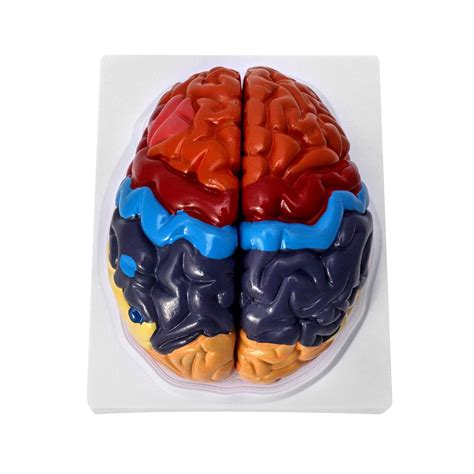 Buy Life-Size Human Brain Anatomical Model, Color-Coded Partitioned ...