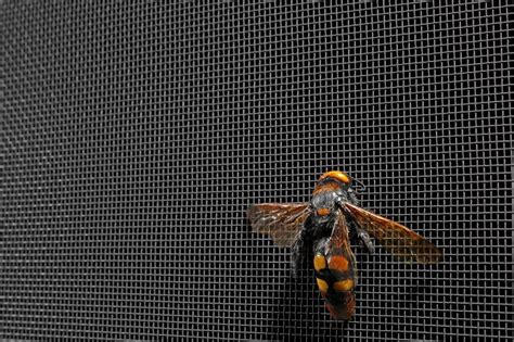 Image result for Window Bug Screens