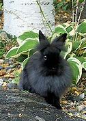 Image result for Cute Mini Lop Bunny