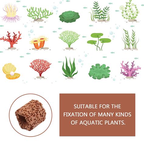 Ocean Plants Names List