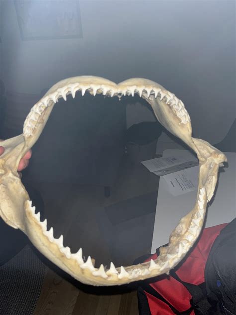 My mate got me this. Can anyone identify it? : r/sharks