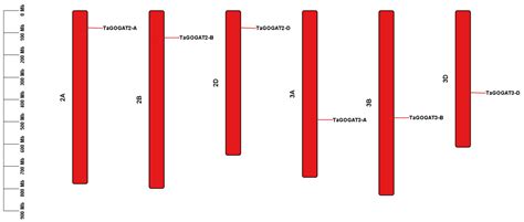 Identification of Wheat Glutamate Synthetase Gene Family and Expression ...