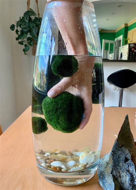 6 Tips for Marimo Moss Balls — Sacred Elements | Marimo moss ball ...