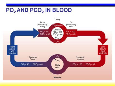 Image result for PCO2 PO2
