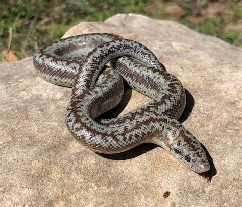 Coastal Rosy Boa, Borrego by Snakes to the Max - MorphMarket