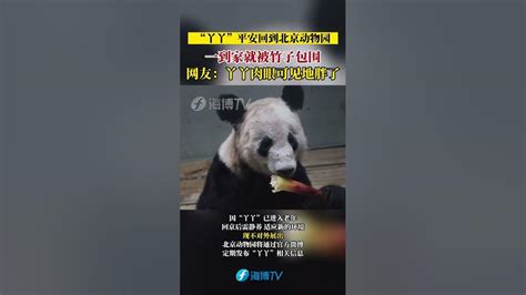 “丫丫”平安回到北京动物园、一到家就被竹子包围。网友：丫丫肉眼可见地胖了！#美国 #中国 #大熊猫 #熊猫 - YouTube