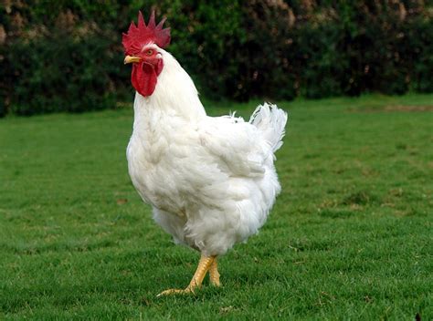 Image result for Animals Using Compouter