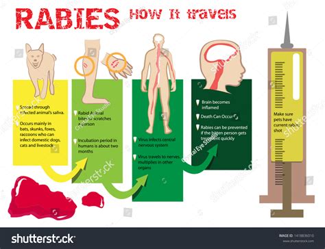 Rabies disease its incubation, clinical symptoms, animal reservoirs, diagnosis , prevention ...