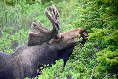 8 Marvelous Facts About Moose