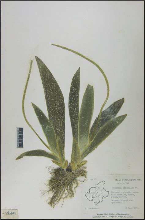 Herbarium JCB