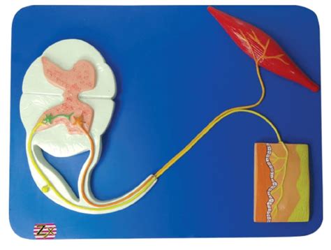 ZX | Reflex Arc | HSP Resin | 22 Features Marked | Anatomical Model ...
