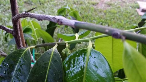 Black Sapote Seedling Tree - Diospyros digyna