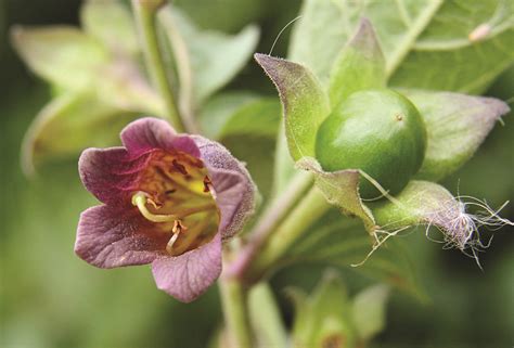 Most Poisonous British Plants at Stella Stines blog