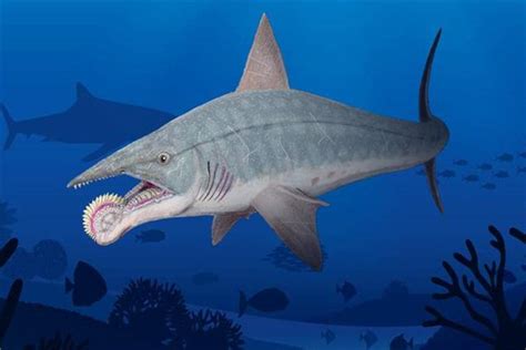旋齿鲨:下颚卷曲的远古鲨鱼(我国浙江等地有分布)_探秘志