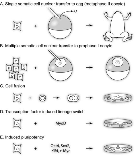 Reprogramming DNA 的图像结果