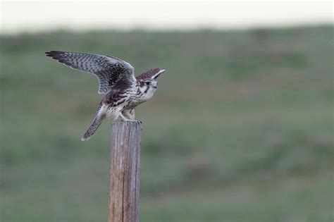 Lone Star Lake with Globe Prairie Area Field Trip, Lone Star Lake ...