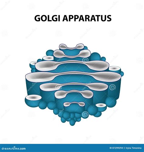 The Structure Of The Golgi Apparatus. Infographics. Vector Illus ...