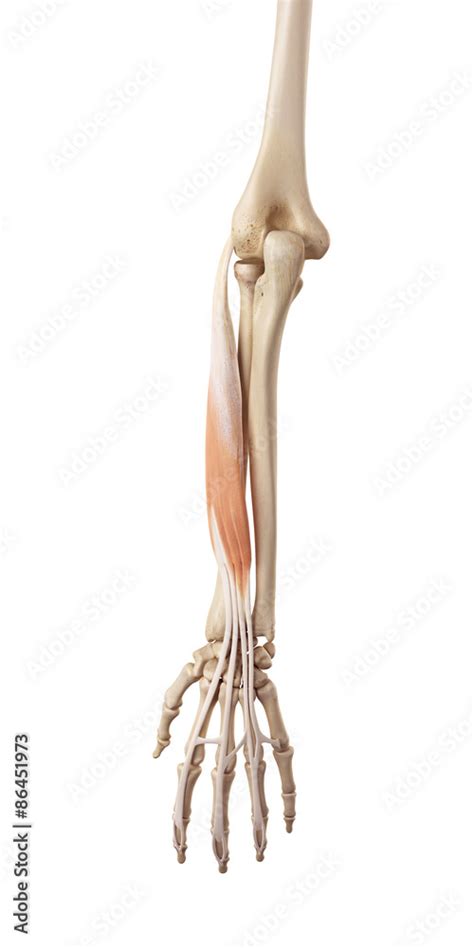 Extensor Digitorum Exercises 的图像结果