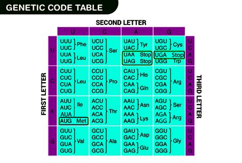 How to Read Genetic Code Table 的图像结果