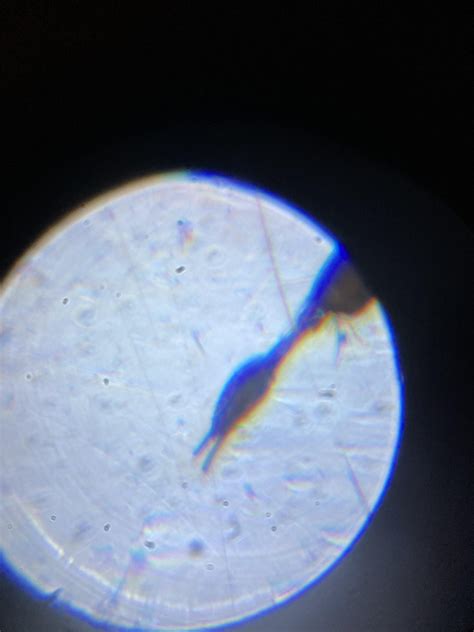 Image result for Microscope Toes